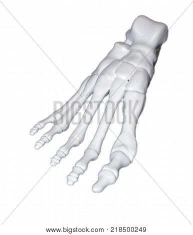 White prototype human foot skeleton printed on 3d printer. Isolated on white background. Fused deposition modeling, FDM. Progressive modern additive technology. Concept of 4.0 industrial revolution