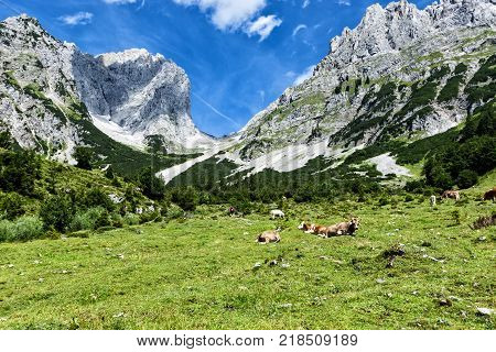 Cows grazing in high alpine pastures in the Alps. Austria Tirol Wilder Kaiser Chain