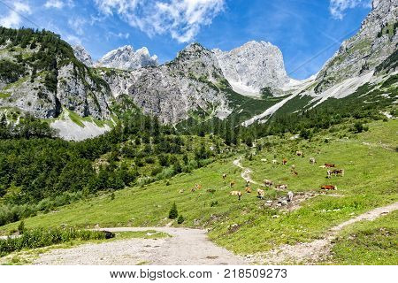 Idyllic landscape in the Alps with cows grazing on fresh green alpine pastures with high mountains. Austria Tirol Wilder Kaiser.