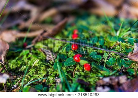 Macro Closeup Of Red Wintergreen Teaberry, Patridgeberry, Or Lingonberry Berries On Ground With Gree