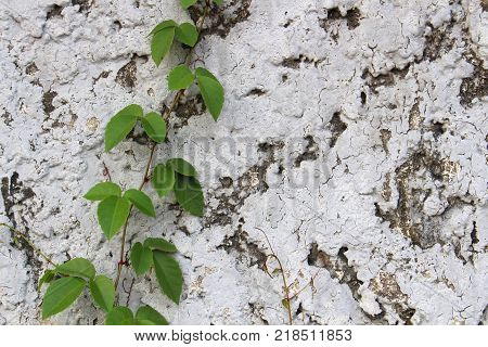 Close Up Green Leaf On Concrete Background