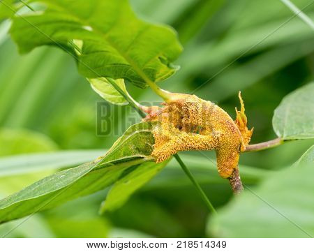 twig and leaves including a orange plant gall in natural ambiance