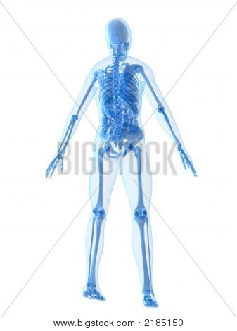 Anatomie člověka