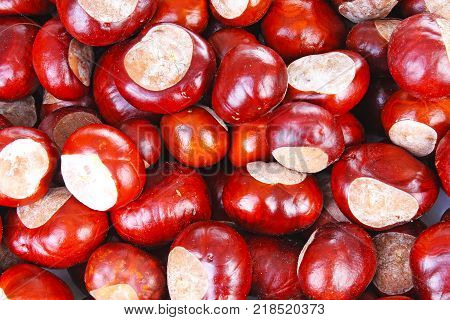 Wild whole chestnut chestnuts as texture background. Chestnut pattern closeup. Fall autumn illustration with brown chestnuts.