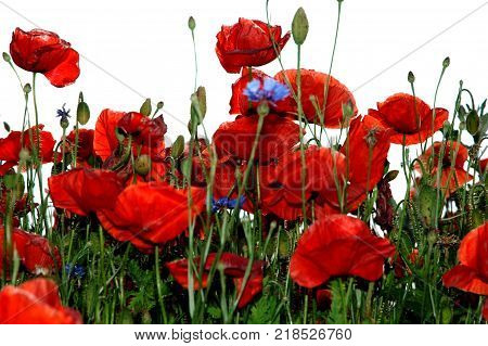 Summer floral background of nature - flowers of red poppies and blue cornflowers. Summer landscape with red poppies and cornflowers. A big plan is summer flowers. Congratulatory flowers background red poppies and blue cornflowers
