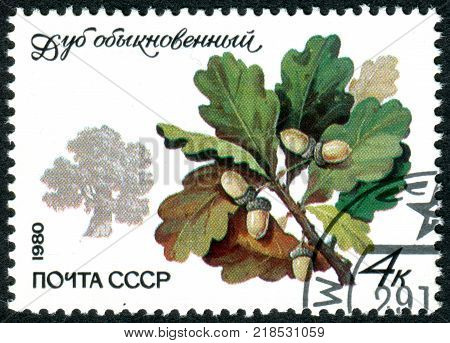 USSR - CIRCA 1980: A stamp printed in the USSR shows a European oak (Quercus robur) circa 1980