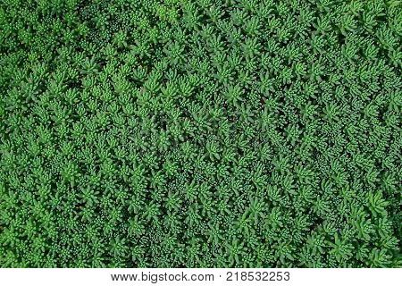 Green background of small ornamental plants on a flower bed