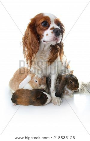 Animal friends. True pet friends. Dog rabbit bunny lop guinea pig animals together on isolated white studio background. Pets love each other. Cute. Animal group.