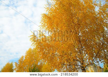 Yellow autumn leaves on background of blue cloudy sky. Bottom view of gold tree tops in good sunny weather