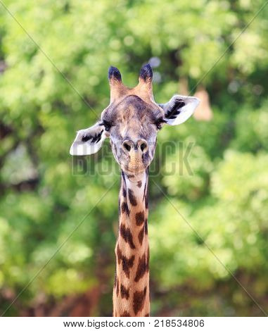 Portrait view of a Thornicroft Giraffe head and neck looking directly into camera while standing infront of a green vibrant tree. South Luangwa National Park Zambia Southern Africa