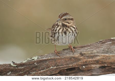 Song Sparrow (Melospiza melodia) perched on a tree limb in winter