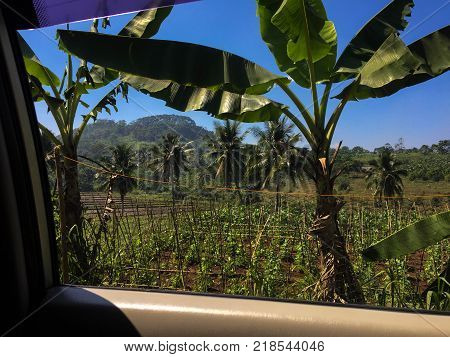 Beautiful view from a car window showing a palmtree and some rice fields