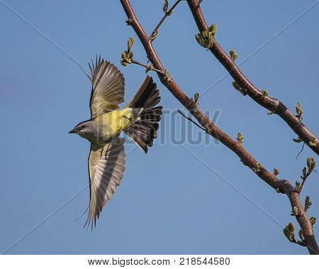 a western kingbird taking off from a tree branch on a warm sunny summer afternoon 