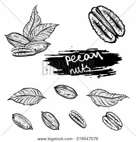 Hand drawn gray scale vector illustration set of pecan nuts, leaf. sketch. Vector eps 8.