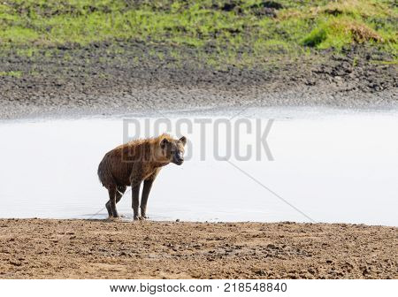 Closeup of Spotted Hyena getting out of a pond where it cooled off (scientific name: cCrocuta crocuta, or 