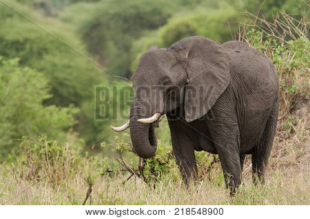Closeup of African Elephant (scientific name: Loxodonta africana, or 