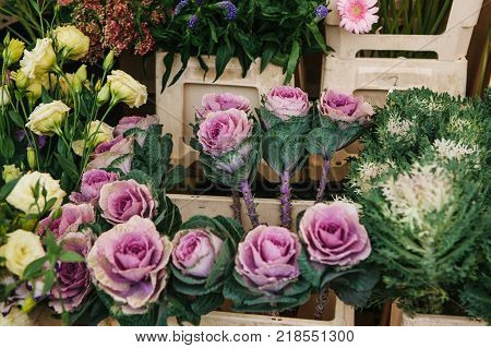 Sale of flowers called Decorative cabbage in the foreground. Other different flowers are next to the background
