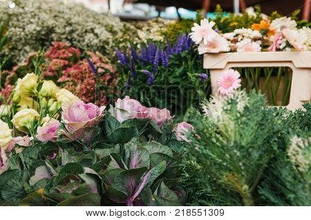 Sale of flowers called Decorative cabbage in the foreground. Other different flowers are next to the background