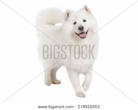 Studio shot of a beautiful Samoyed dog isolated on white background