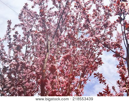 Cherry tree branch bud bud in bloom background as a beautiful spring flower blooming season concept