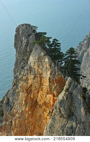 Cliff above the sea with the crimean pines. Crimea.