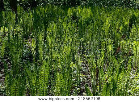 Beautyful ferns leaves green foliage natural floral fern background in sunlight.