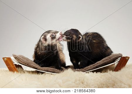 Couple of fissing ferrets - portrait in studio
