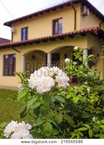 Beautiful appearance of a newly built luxury house. White rose bush growing in the courtyard of the house. Selective focus