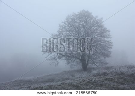 Through a fog the contour of a single tree is visible. A tree and a grass under it in hoarfrost.
