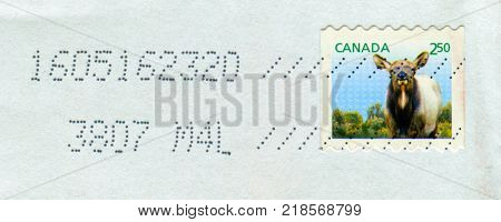 GOMEL, BELARUS, 13 DECEMBER 2017, Stamp printed in Canada shows image of The water deer (Hydropotes inermis) is a small deer superficially more similar to a musk deer than a true deer, circa 2017.