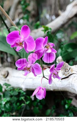 Orchid Background