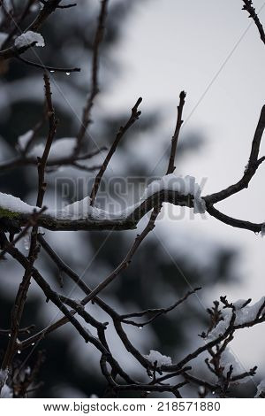 Tree And Snow In Winter Night