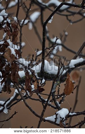 Tree And Snow In Winter Night