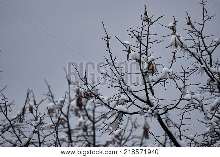 Tree And Snow In Winter Night