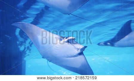 Smiling Stingray In Blue Aquarium. Sea Stingray And Marine Life. A Marine Aquarium With Fishes And C