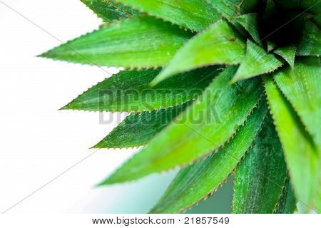 Ananas fresco verde