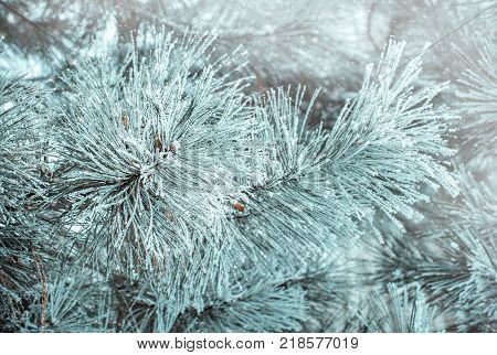 Winter natural background with pine branches in the frost. Layer of snow on branches of pine with hoar-frost. Christmas evergreen spruce tree with fresh snow. Fir-tree branches in snow for new year.
