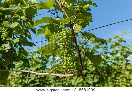 Vineyards of wine area of Georgia Kakheti, Kvareli wineyards close to Caucasus mountain range 