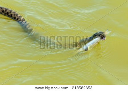 the snake eats fish. The snake hunts fish in the water, the snake catches the fish and wants to eat it
