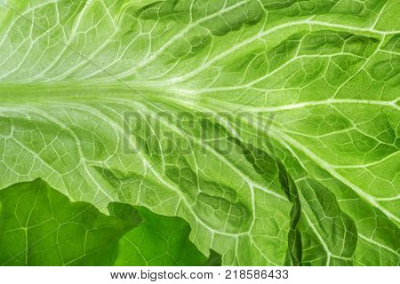 Fresh Lettuce one leaf close-up. Still life. Pattern, backlit