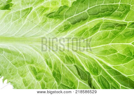 Fresh Lettuce one leaf close-up. Still life. Pattern, backlit