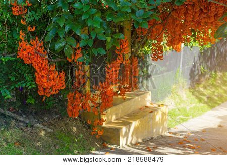 Orange Flower Of Name Red Jade Vine Or New Guinea Creeper Or Flowers.