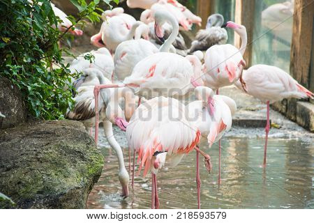 flamingo bird animal pinl and white color stand on water