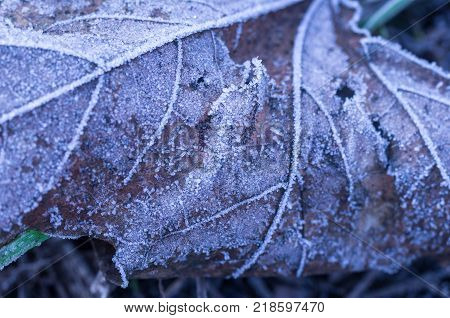 exture of the autumn leaf. A relief autumn leaf.