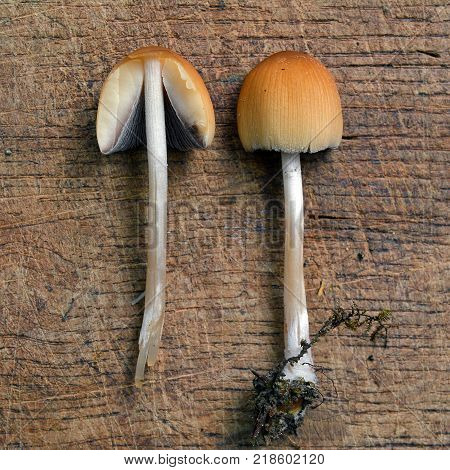 coprinus saccharinus mushrooms on a wooden background