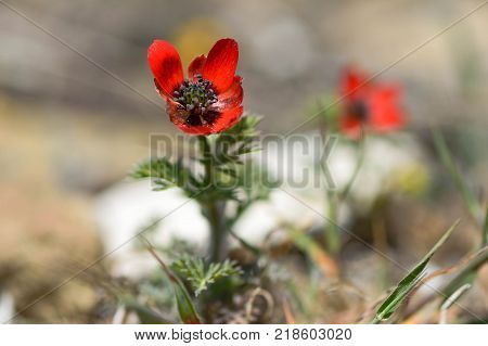 Pheasant's-eye (Adonis annua) in flower. Plant in the buttercup family (Ranunculaceae) growing on hillside in Azerbaijan