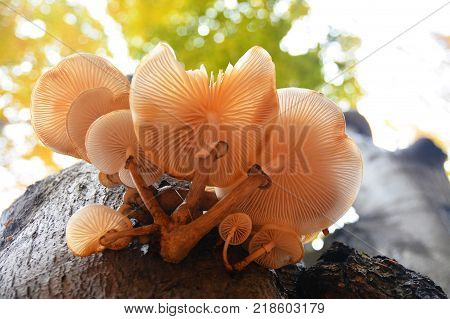 edible oudemansiella mucida mushroom cluster on tree