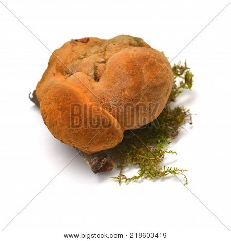 Inonotus cuticularis fungus isolated on white background