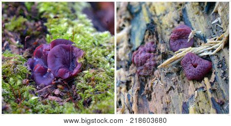 the Ascocoryne sarcoides fungus, the purple jellydisc