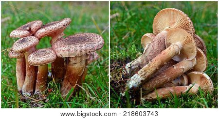 armillaria ostoyae solidipes mushroom cluster in the forest